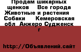 Продам шикарных щенков  - Все города Животные и растения » Собаки   . Кемеровская обл.,Анжеро-Судженск г.